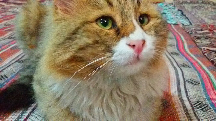 My cat