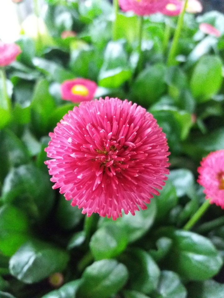 flower