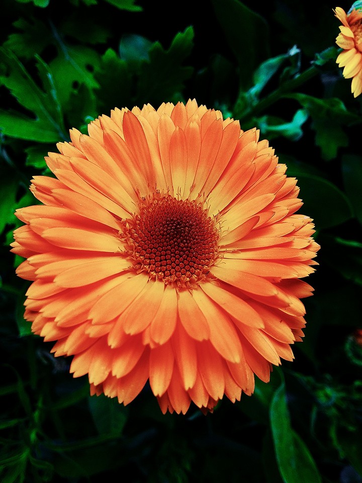 nature beauty