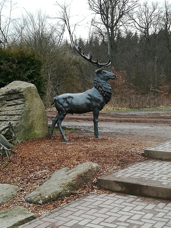 deer