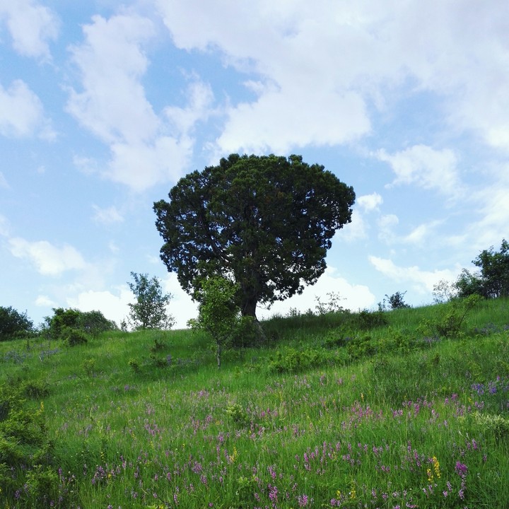 nature
