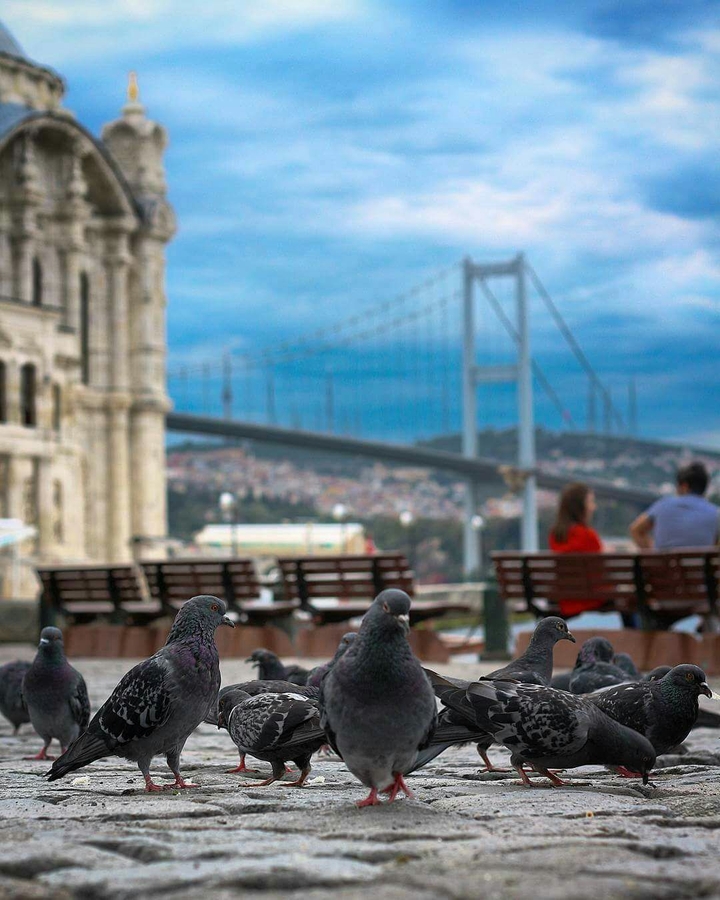Kuşlar