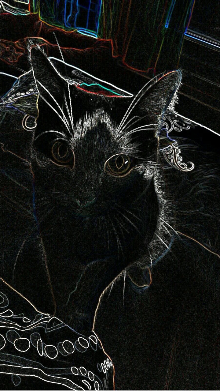 #cat#cute