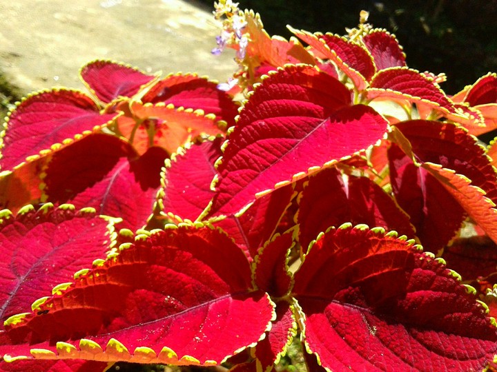 Red Leaves