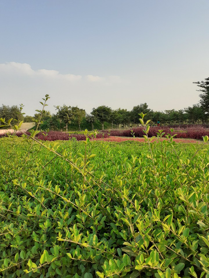 Greenery