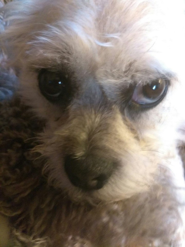 Pug Poodle mix