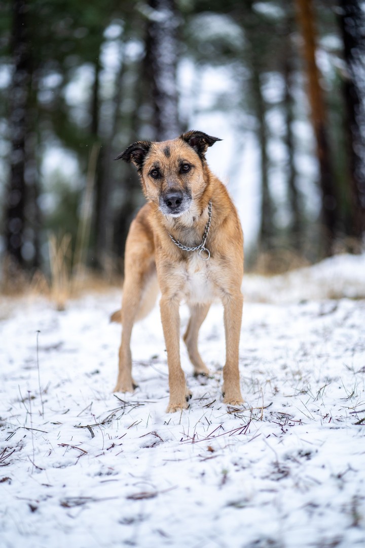 dog