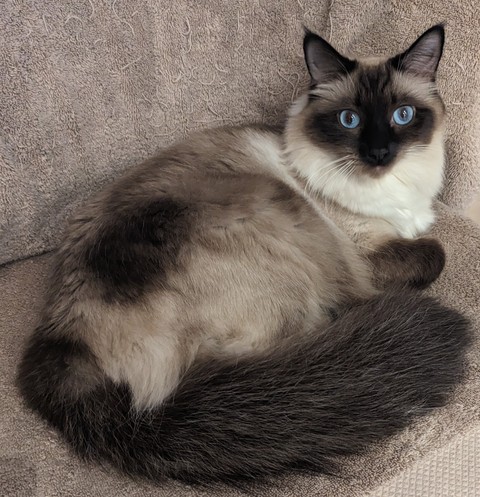 tapety cat, Balinese