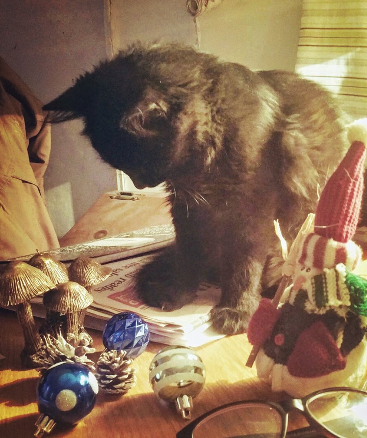 Mischief's First Christmas
