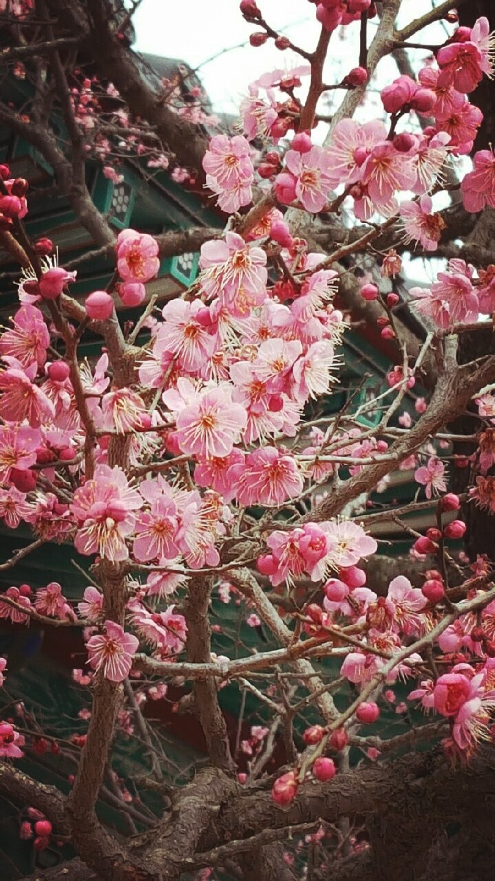 꽃