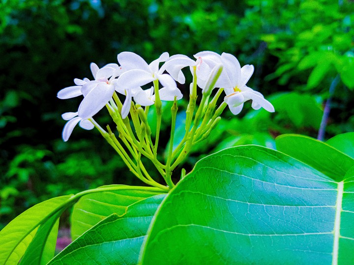 White beauty