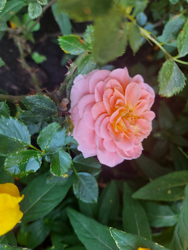 rose
