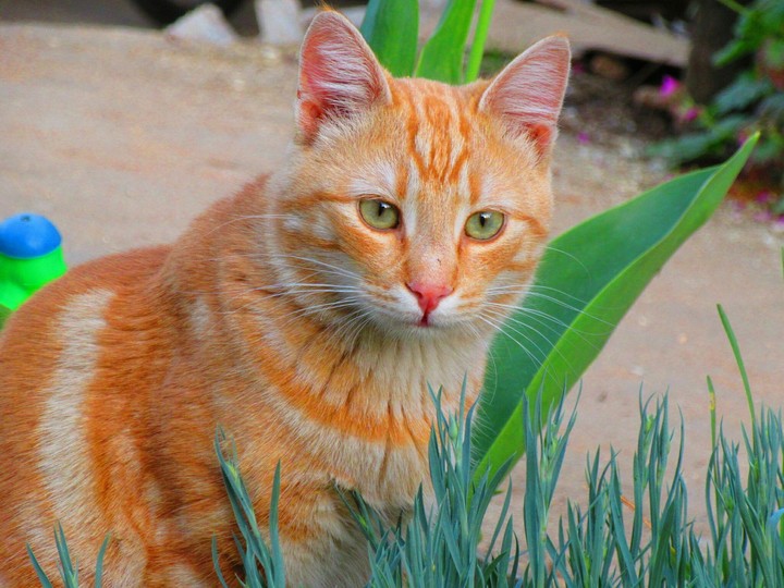 Kitty