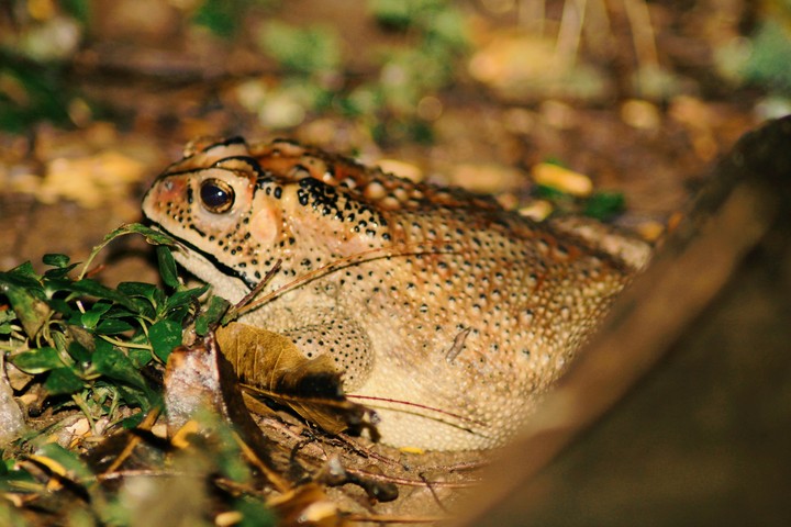 mendhak