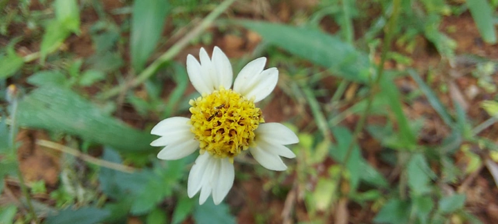 small lovely flower