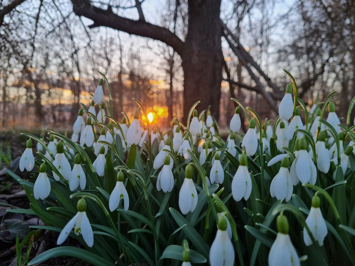 The Spring Happiness