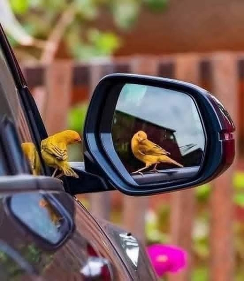 windshield, Yellow háttérképek