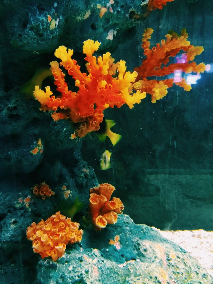 coral