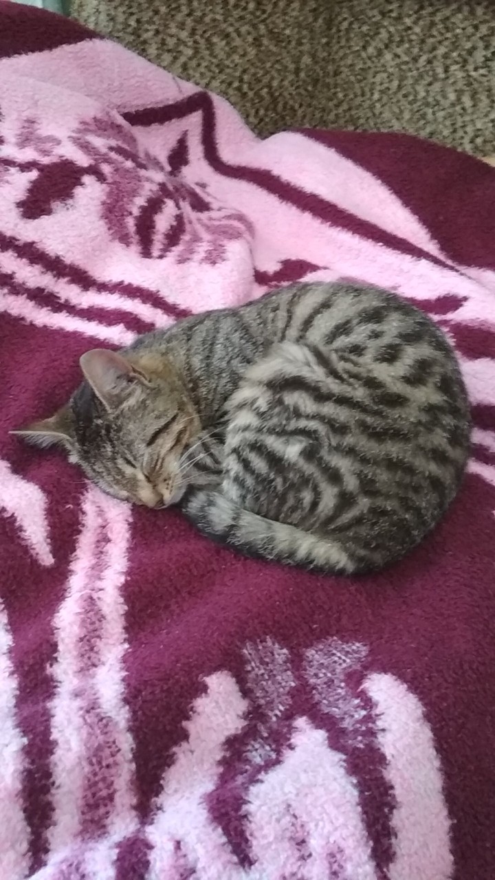 Паласатая кошка