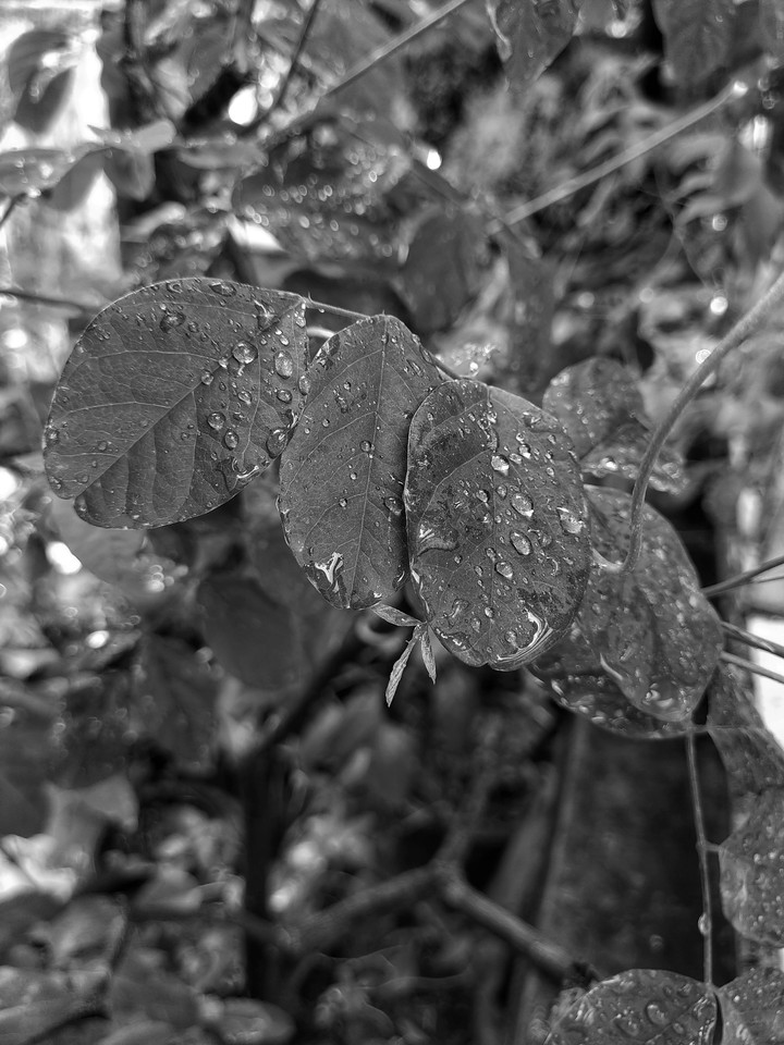 Morning Shower