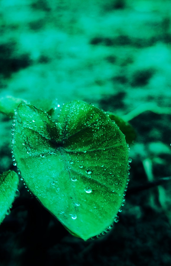 beautiful leave