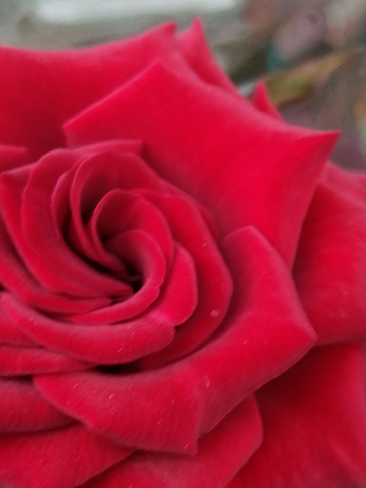 rose