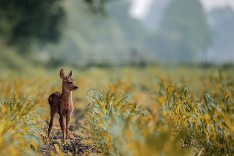 тапети Tail, wildlife