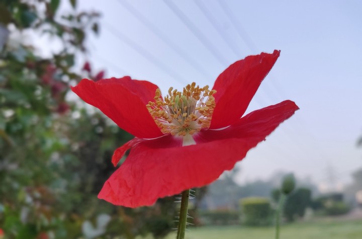 red Flower