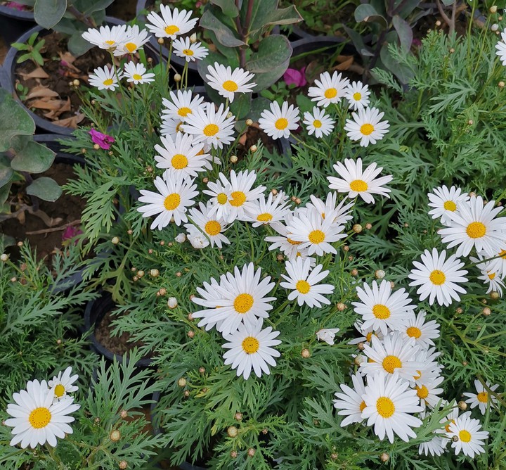 Flowers gallery