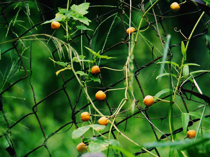 Nhãn lồng