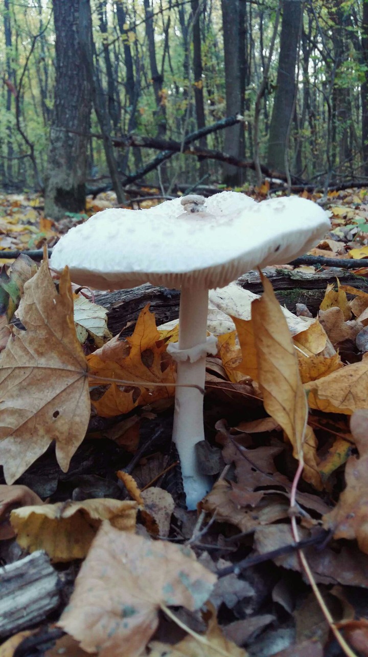 Mushroom