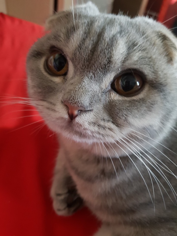 chat