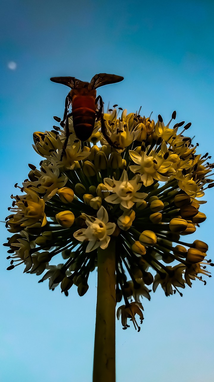 Flying with Bee ? in the flowers
