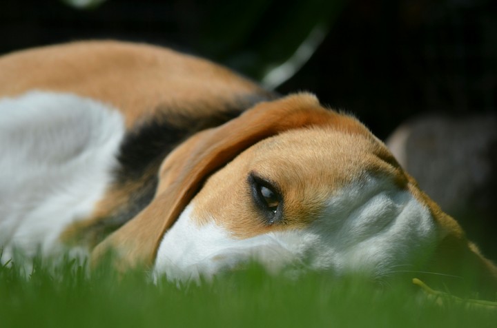 Beagle