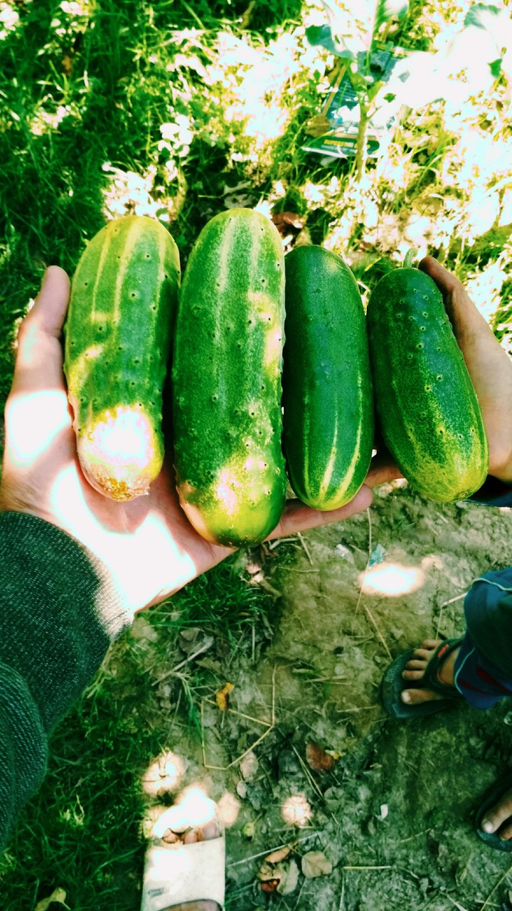 Cucumber