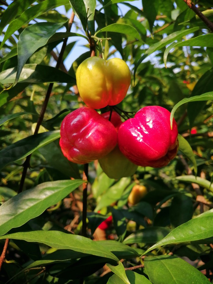 Frutas