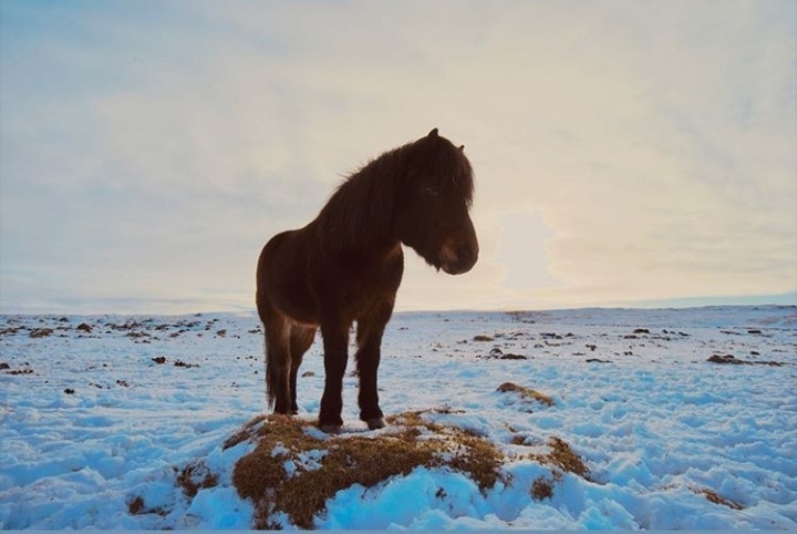 horse