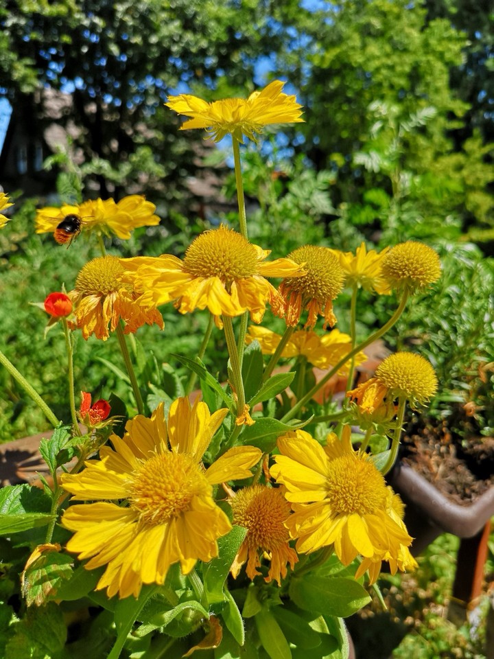 dream of yellow flowers