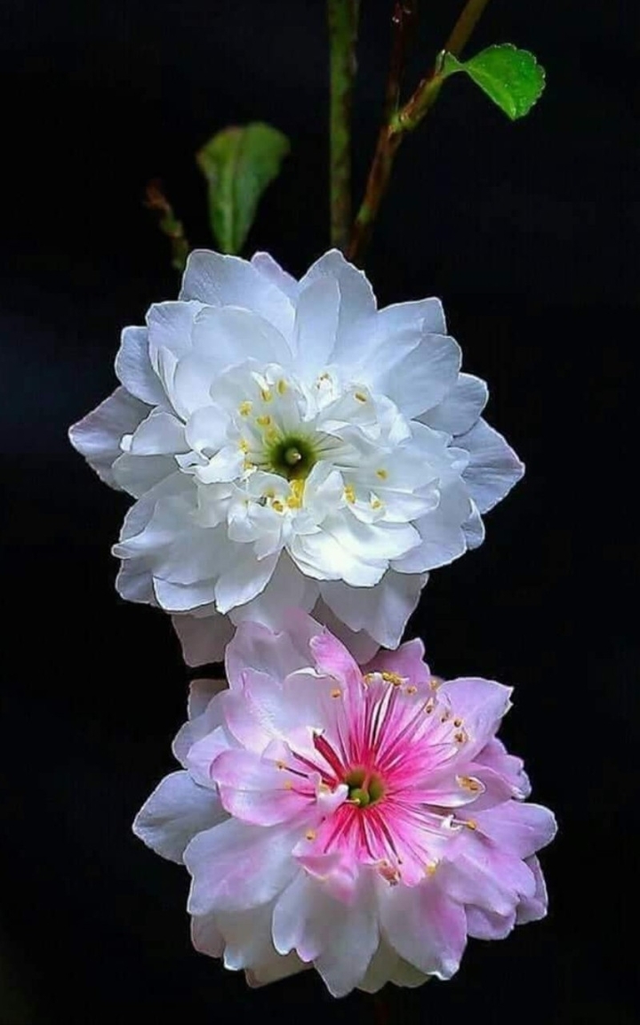 Flores entre color blanco y rosa.
