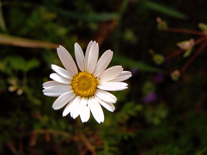 white is that's I like