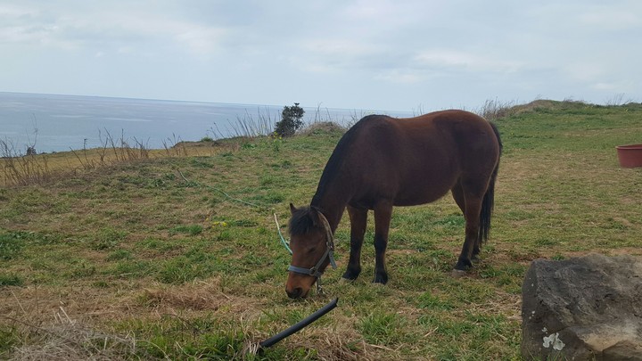 Horse in Jeju