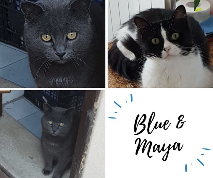 Blue &  Maya