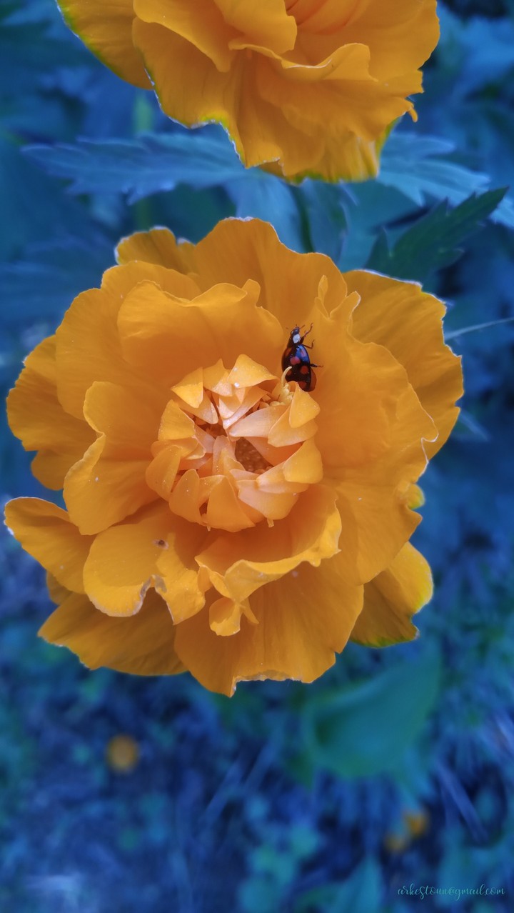 Божья коровка? на Trollius