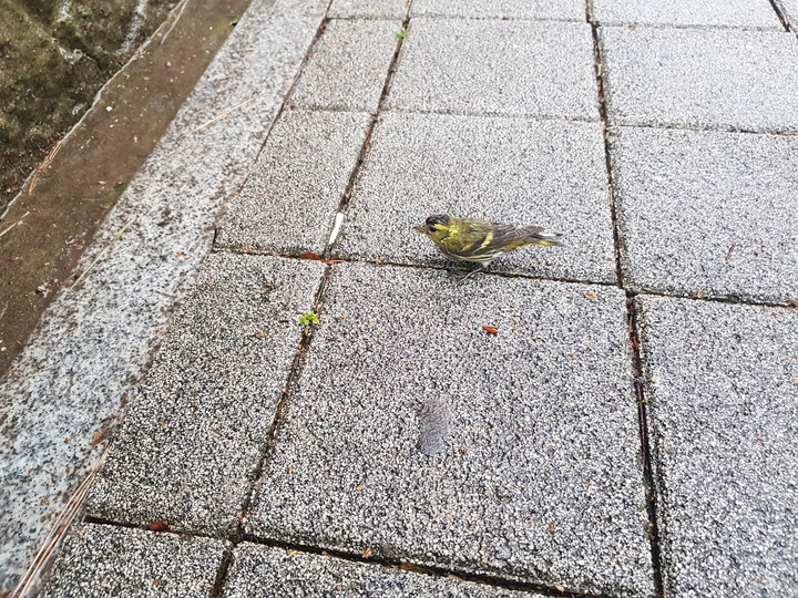 짹짹이