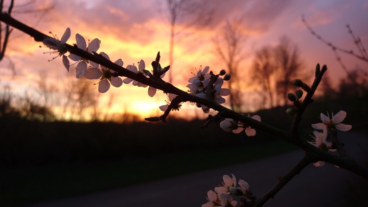 Afternoon Blossom