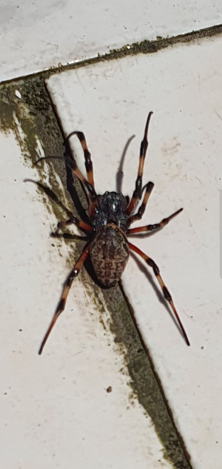 aranha há casa da praia