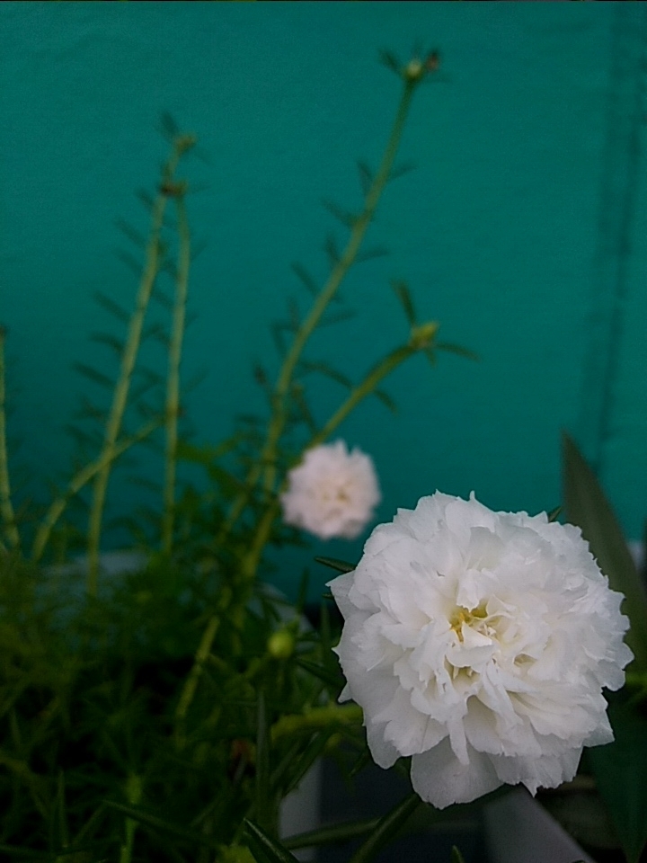 White Flower