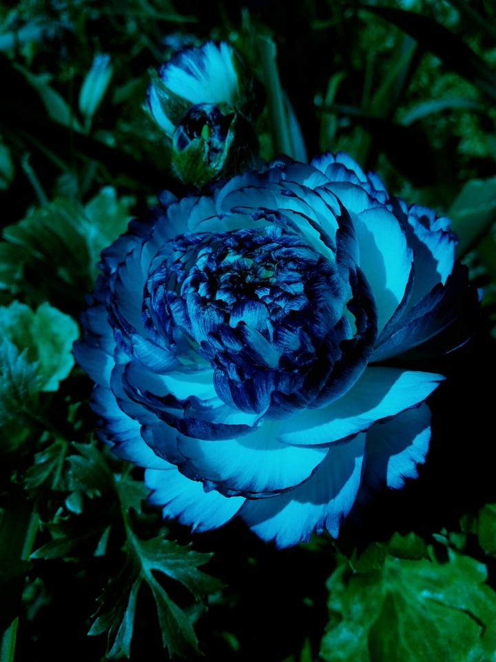Flor180