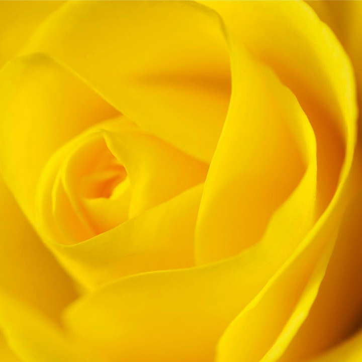 gigant flower