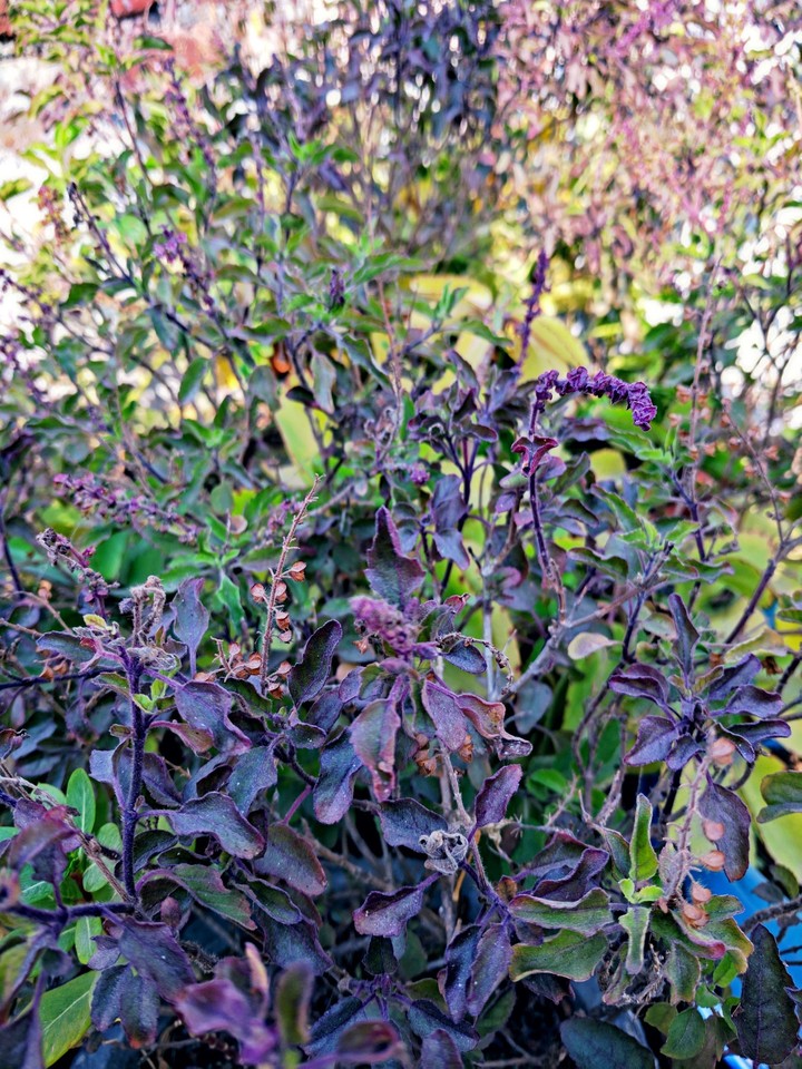 winter leaves